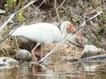 White Ibis, Treasure Cay Abaco - Kasia Reid