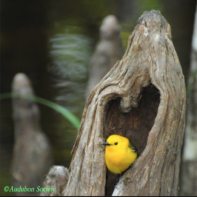 Prothonotary Warbler Audubon Soc
