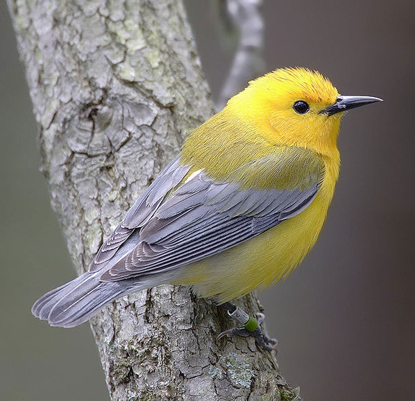 Prothonotary Warbler (Female)
