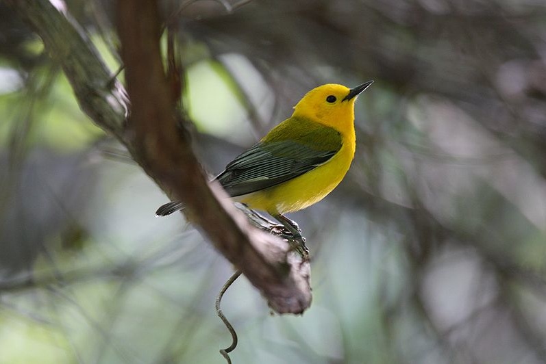 Prothonotary Warbler (Male)