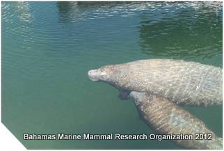 West Indian Manatee mother & calf, Bahamas - Gina & JJ - nursing