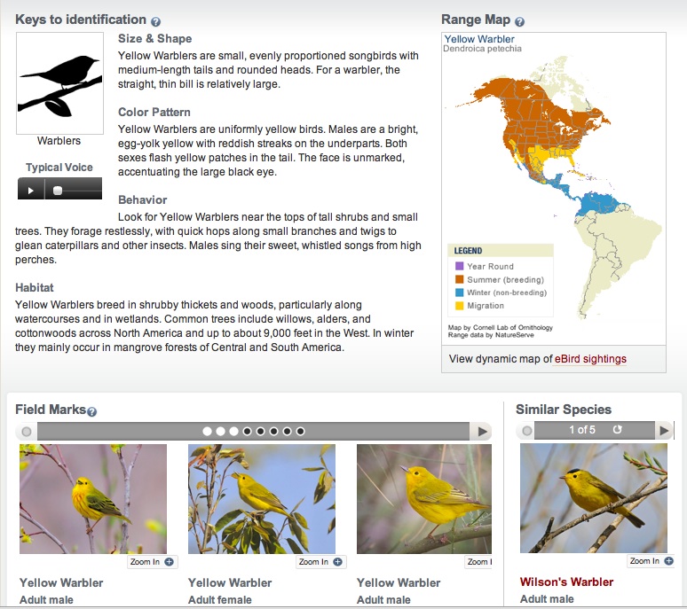 Warbler ID Cornell