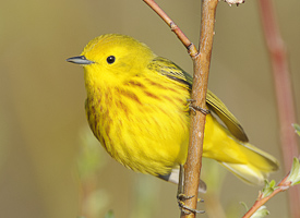 Yellow Warbler