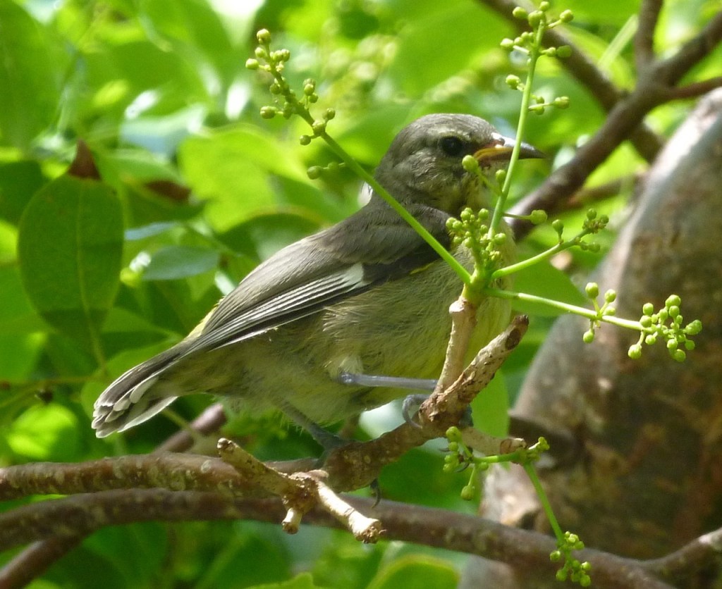 Bananaquit Juvenile Delphi Abaco A1