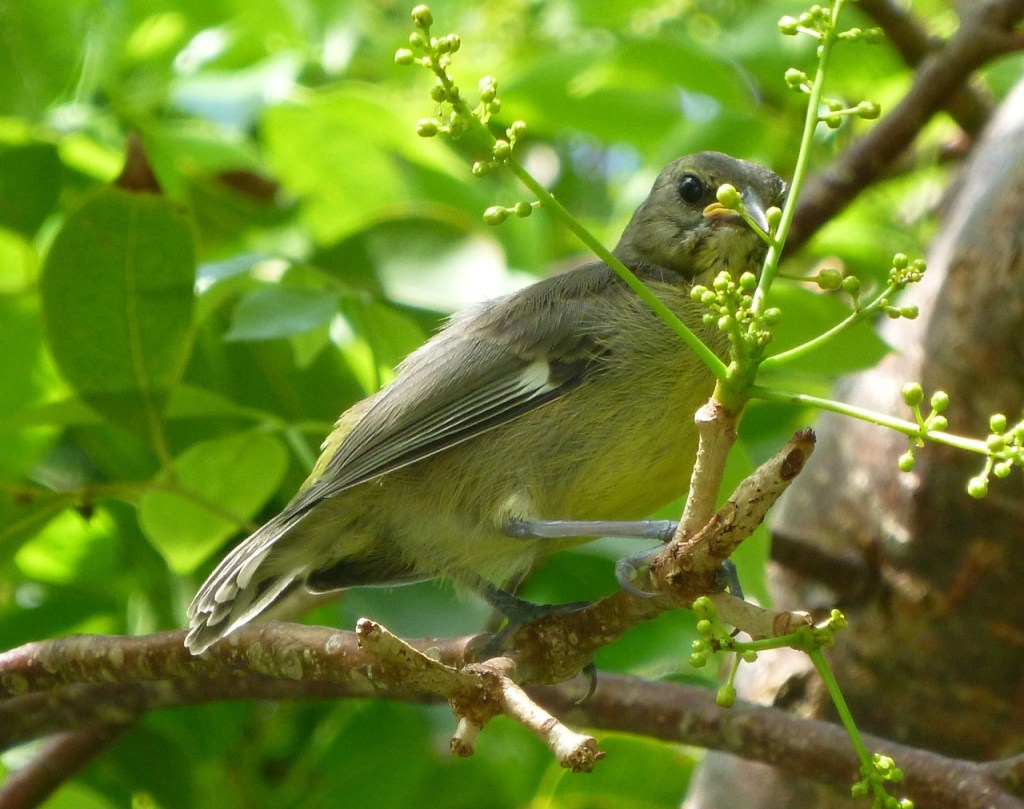 Bananaquit Juvenile Delphi Abaco A2