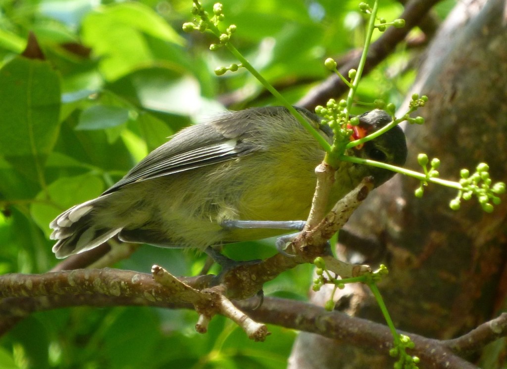 Bananaquit Juvenile Delphi Abaco A3
