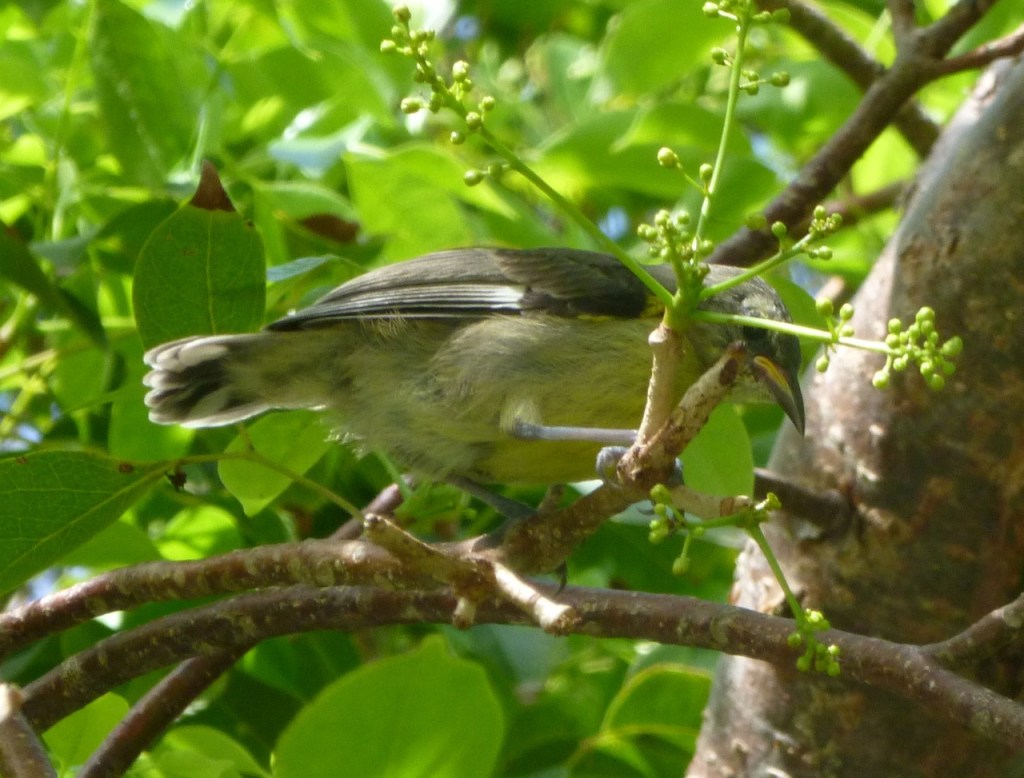 Bananaquit Juvenile Delphi Abaco A4