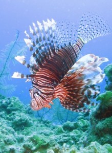 IMG_0383e.img_assist_custom-246x336