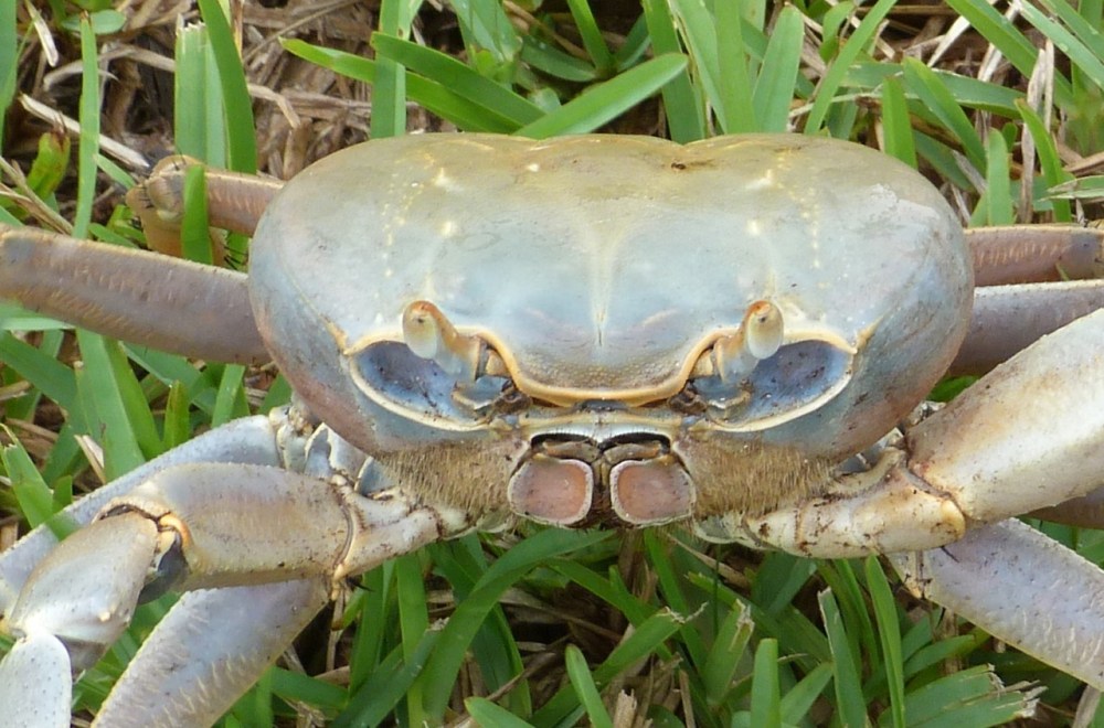 Land Crab, Bahamas Palm Shores Abaco 2 (Keith Salvesen)