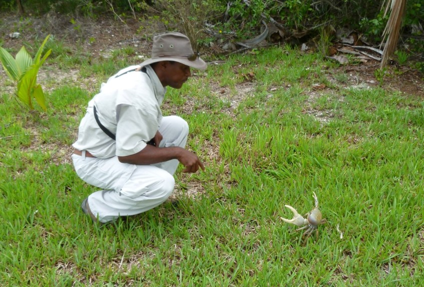Land Crab : Ricky Johnson 2