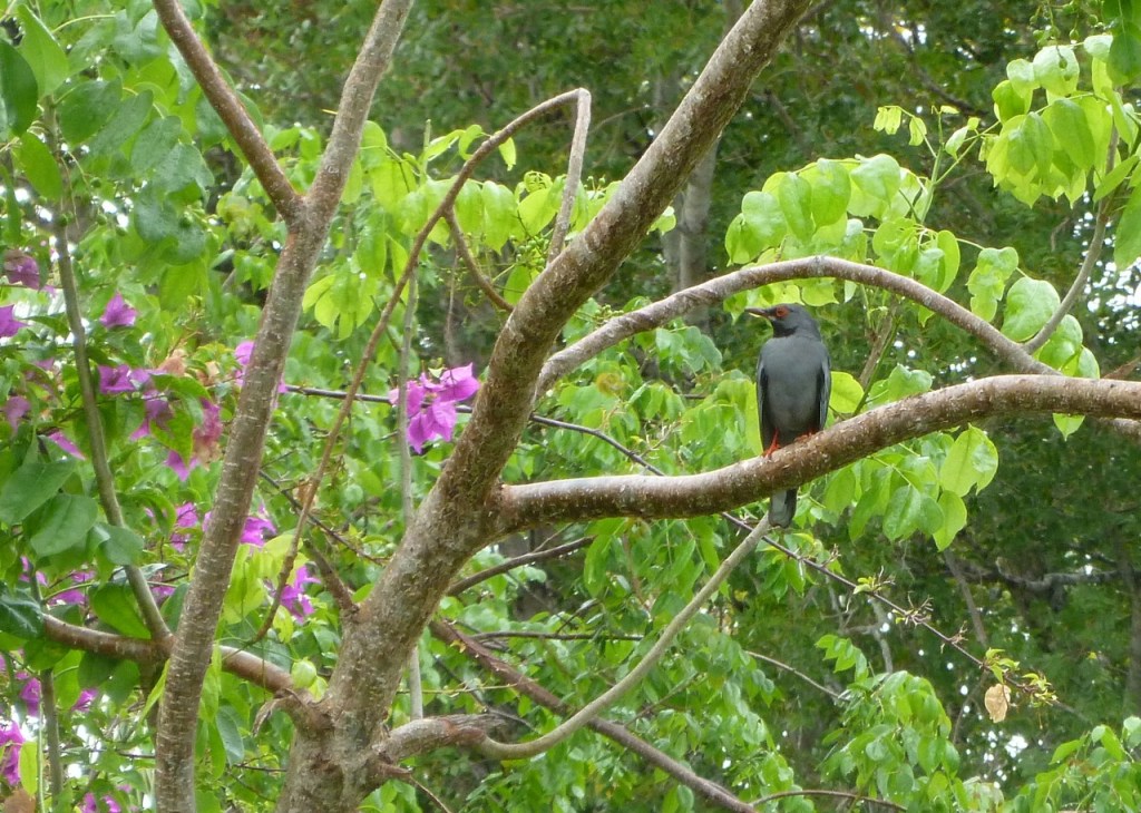 Red-legged Thrush BPS 1