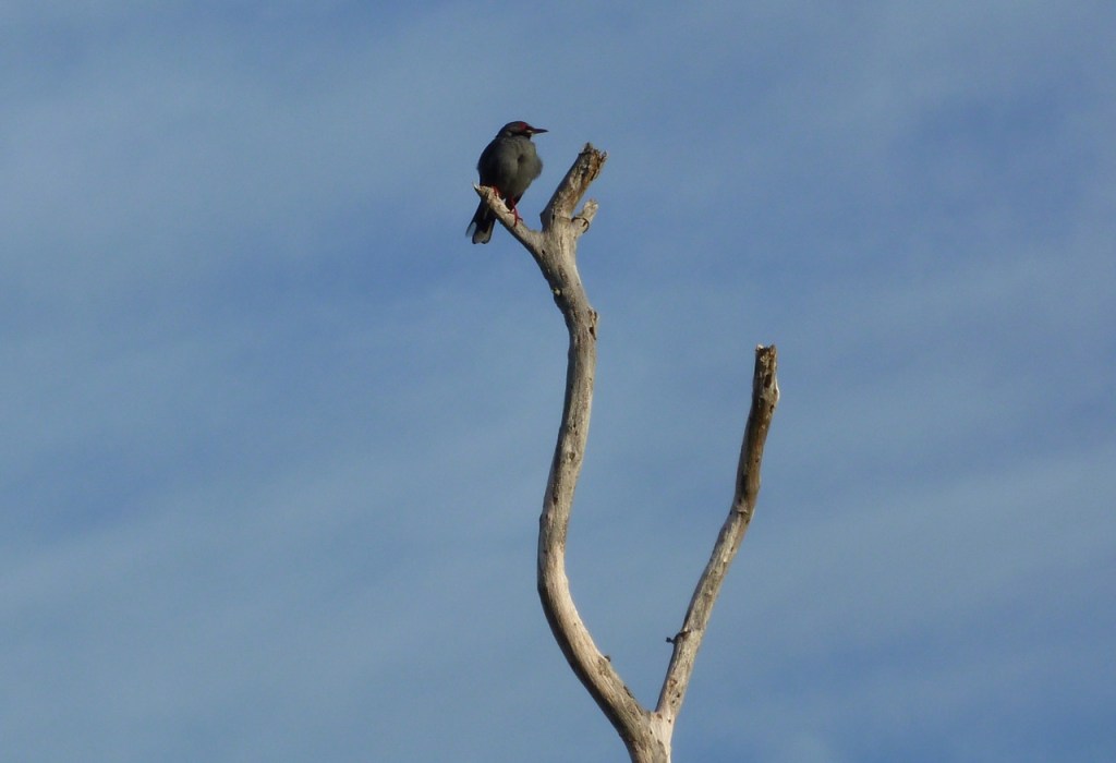 Red-legged Thrush Delphi 1