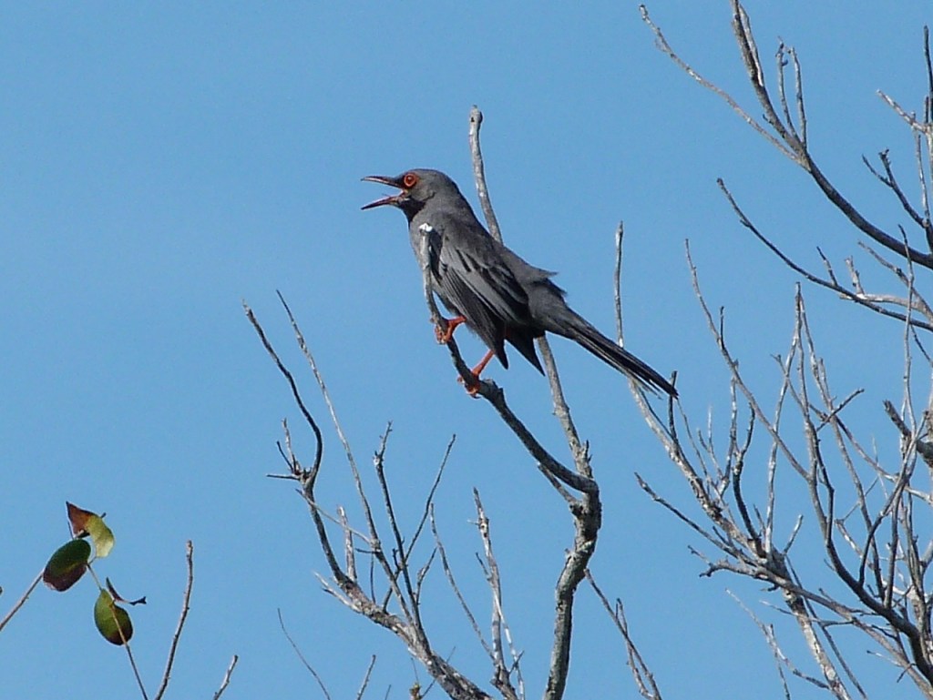 Red-legged Thrush Delphi 1a