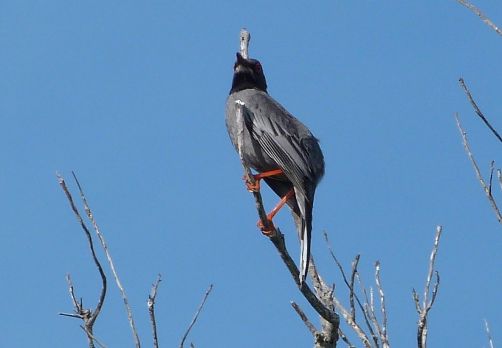 Red-legged Thrush Delphi 1b