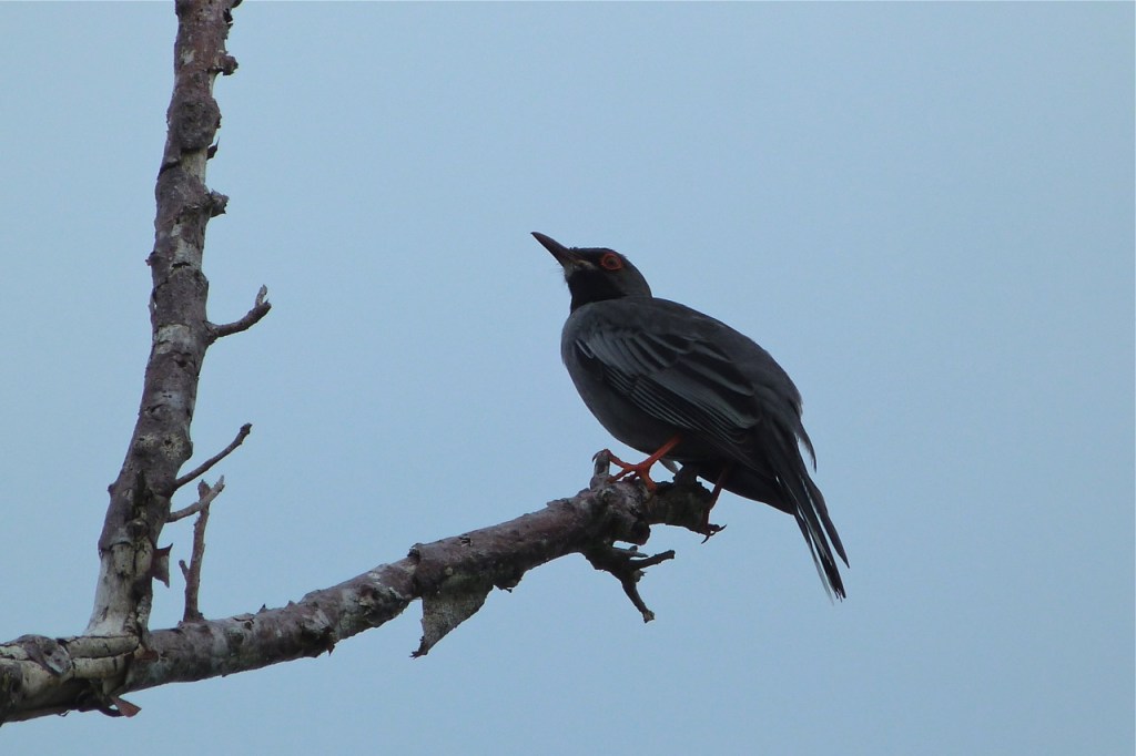 Red-legged Thrush Delphi 2b