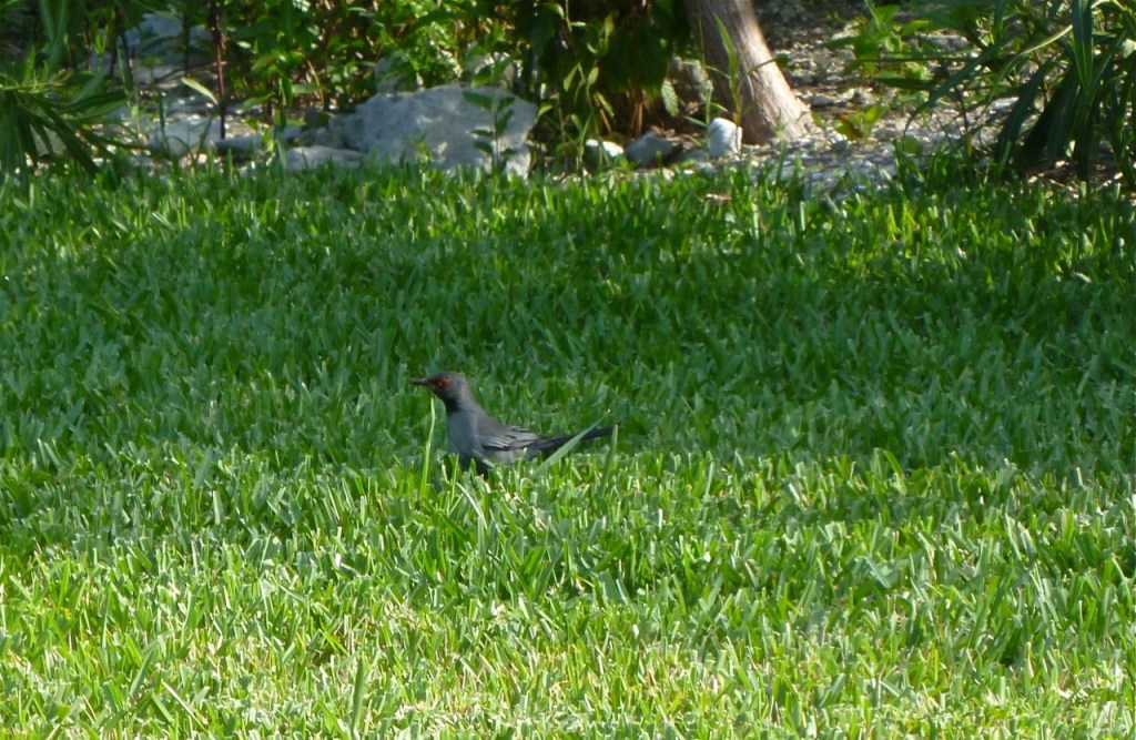 Red-legged Thrush Delphi 3