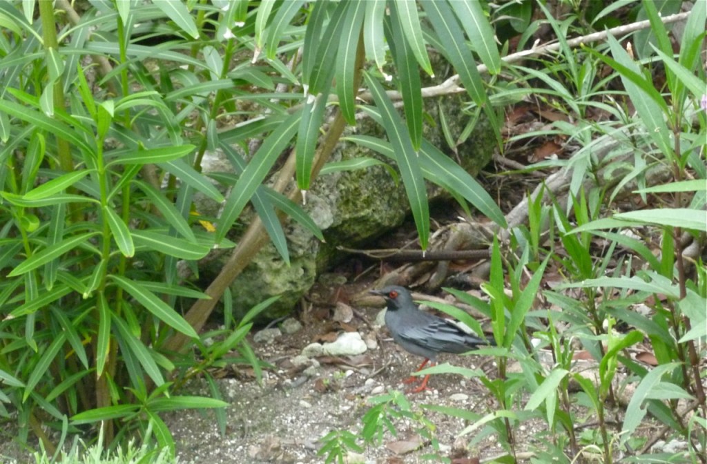 Red-legged Thrush Delphi 4