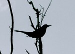 Red-legged Thrush Silhouette
