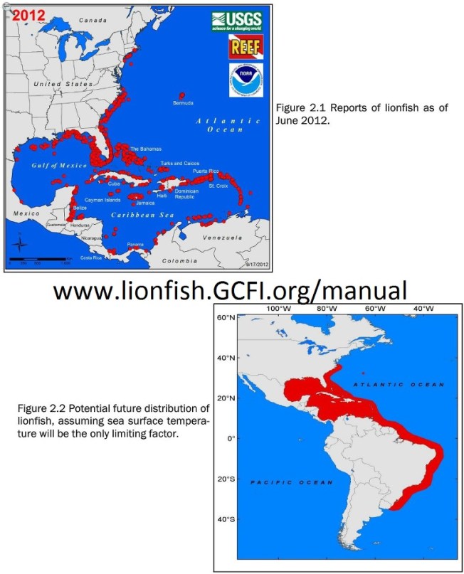 REEF lionfish progam graphics