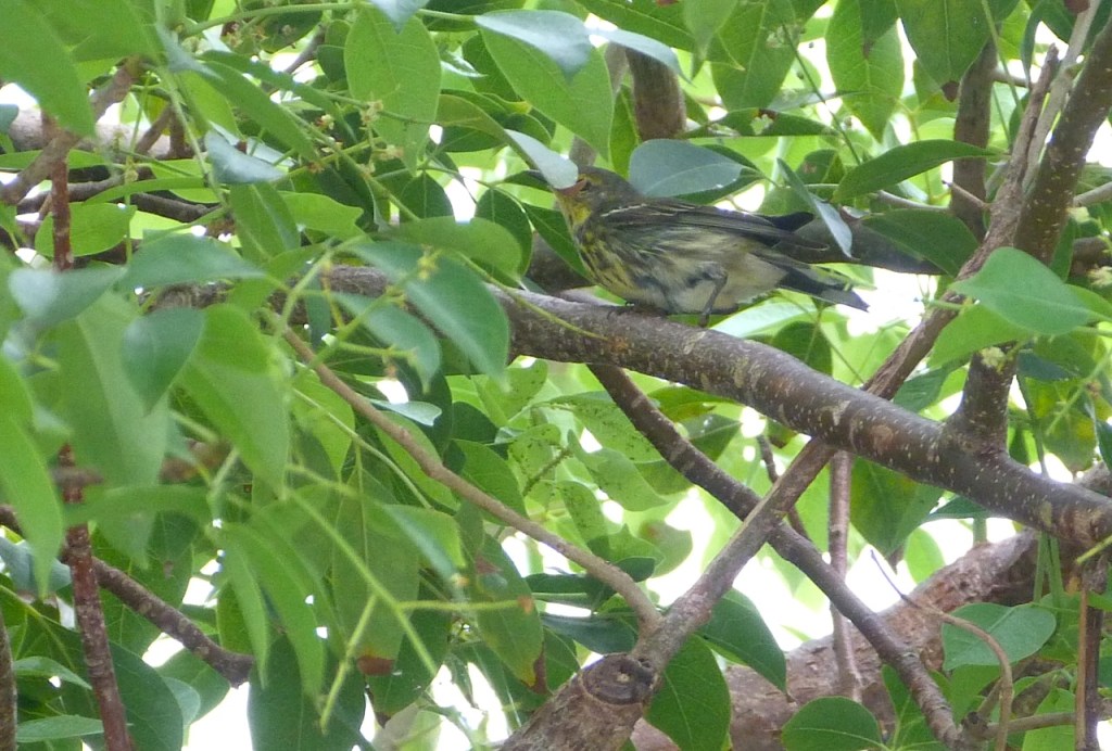 Warbler Delphi Abaco 2012-1