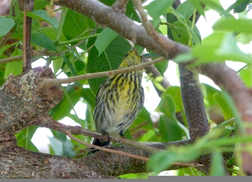 Warbler Delphi Abaco 2012-2