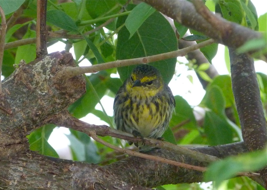 Warbler Delphi Abaco 2012-3