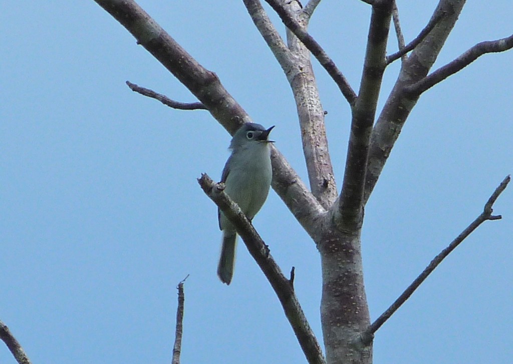 Blue-gray Gnatcatcher Abaco 3