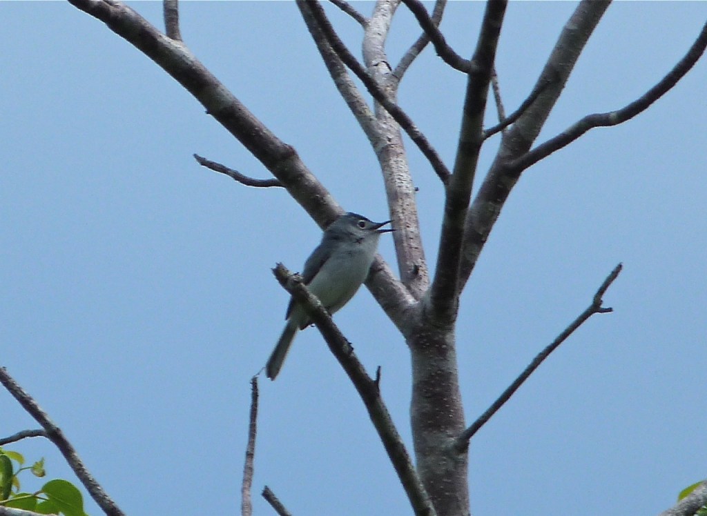 Blue-gray Gnatcatcher Abaco 4