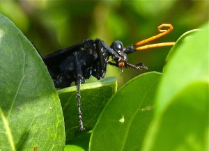 Spider or Pepsis Wasp; Tarantula Hawk 