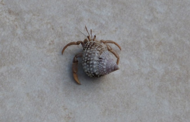Hermit Crabs Abaco 13