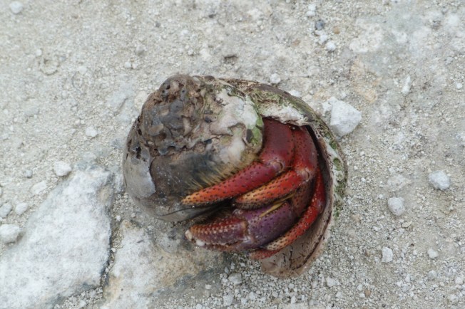 Hermit Crabs Abaco 15