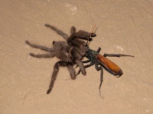 Tarantula hawk + Tarantula (Wiki)