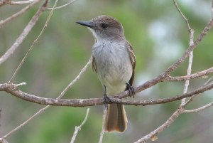 La Sagra's Flycatcher, Abaco - Keith Salvesen
