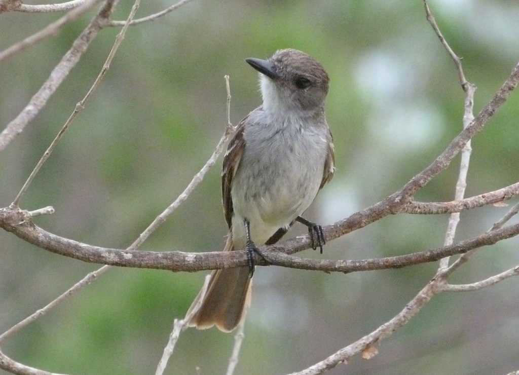 La Sagra's Flycatcher Abaco 2