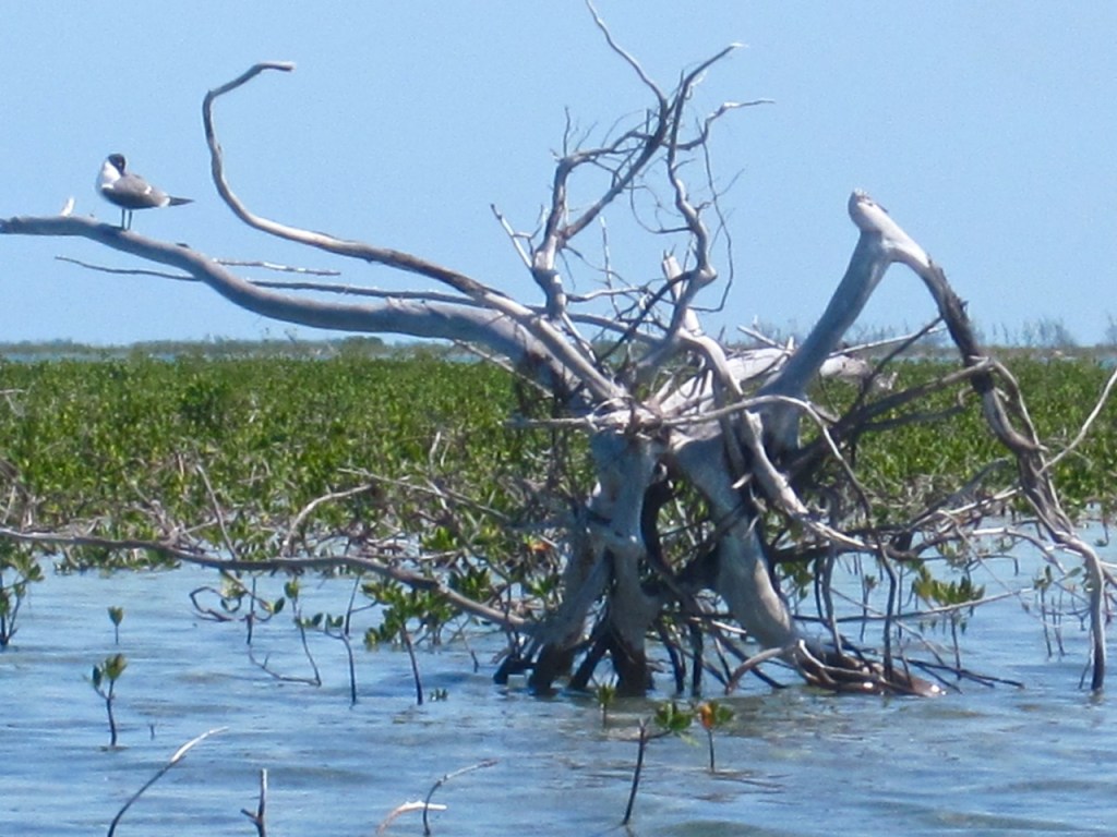 Laughing Gull Abaco 2