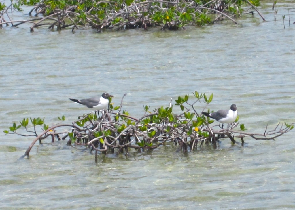 Laughing Gull Abaco 3