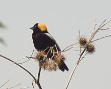 Bobolink (Wiki)