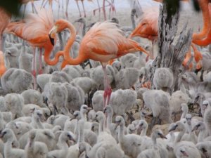 Inagua Flamingos MM 14