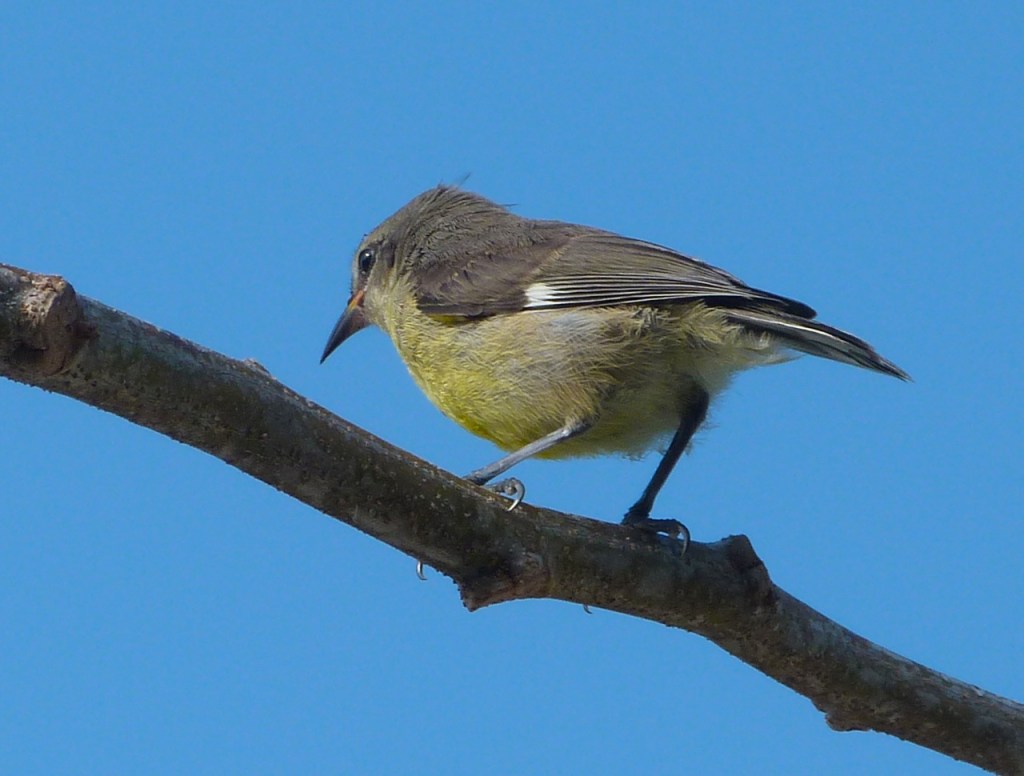 Bananaquit Juvenile Abaco 2