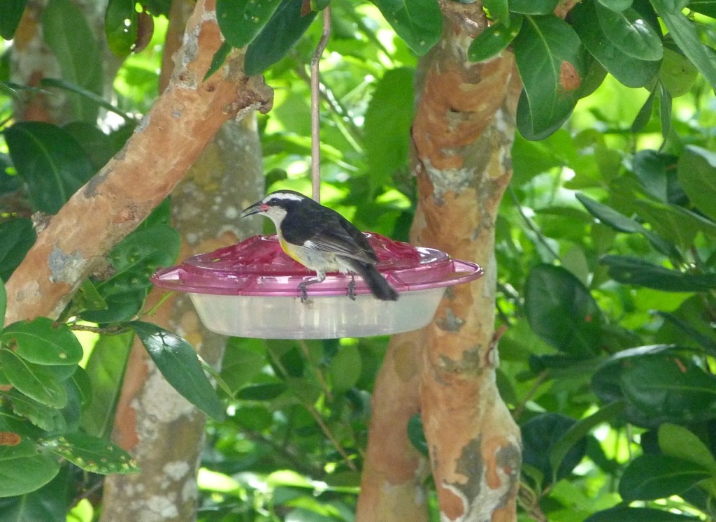 Bananaquit on feeder Abaco