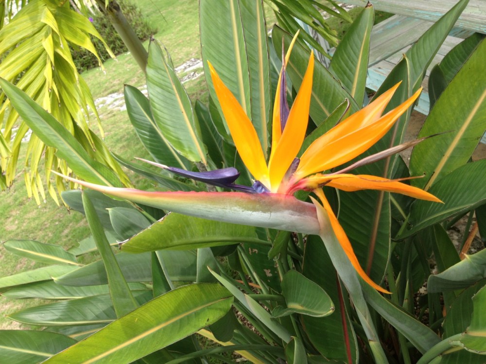 Bird of Paradise Flower (Strelitzia) Abaco (Keith Salvesen)