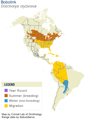 Bobolink Range Map (Cornell Lab)