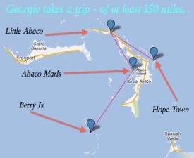 Georgie Manatee's direct route to Abaco