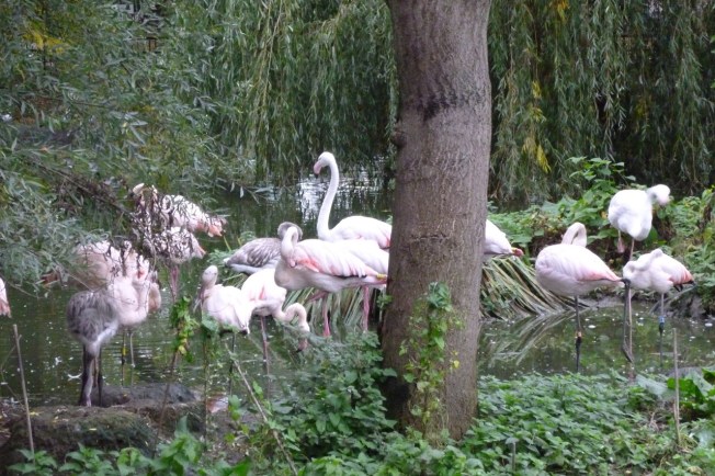 Flamingos at London Zoo 1