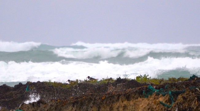 Oystercatchers brave H Sandy at Delphi Abaco