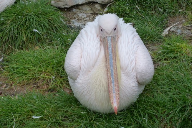 White Pelican at London Zoo 1