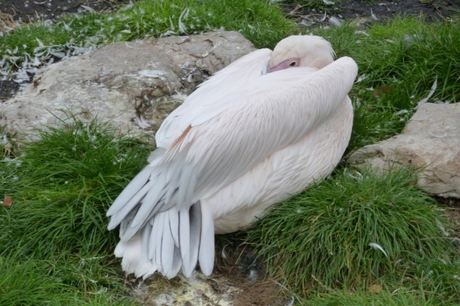 White Pelican at London Zoo 4