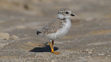 Piping Plover Charadrius melodus 1 / wiki