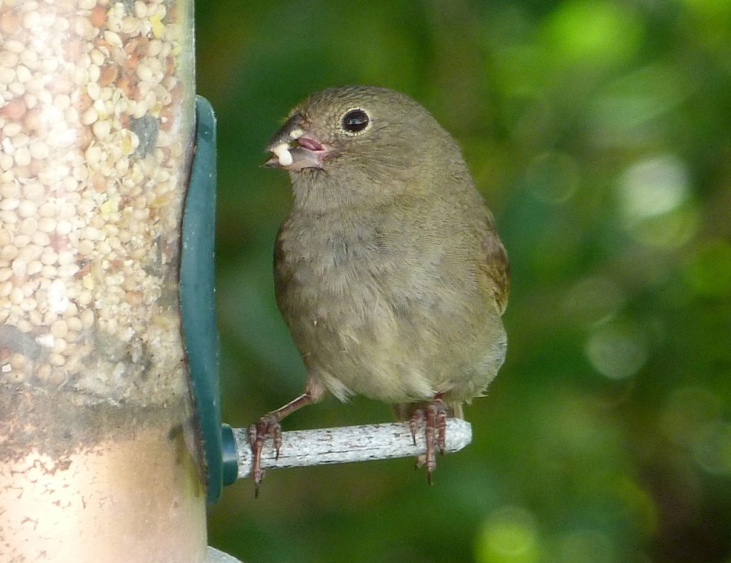 Black-throated Grassquit Delphi Abaco 4