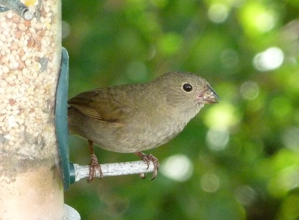 Black-throated Grassquit Delphi Abaco 5
